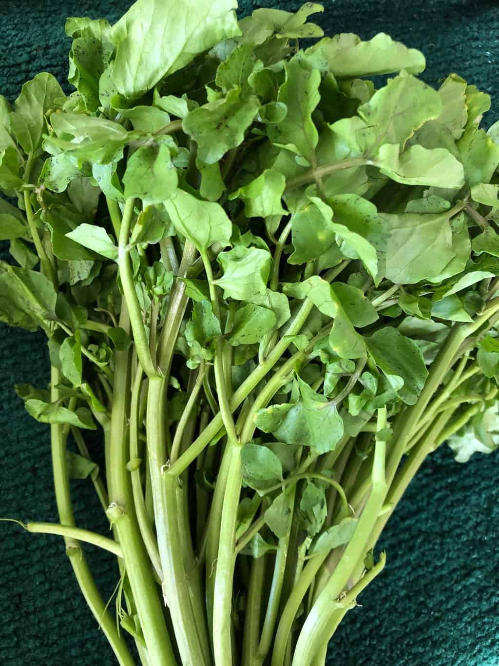 Boost Your Health with These Super Healthy Leafy Greens