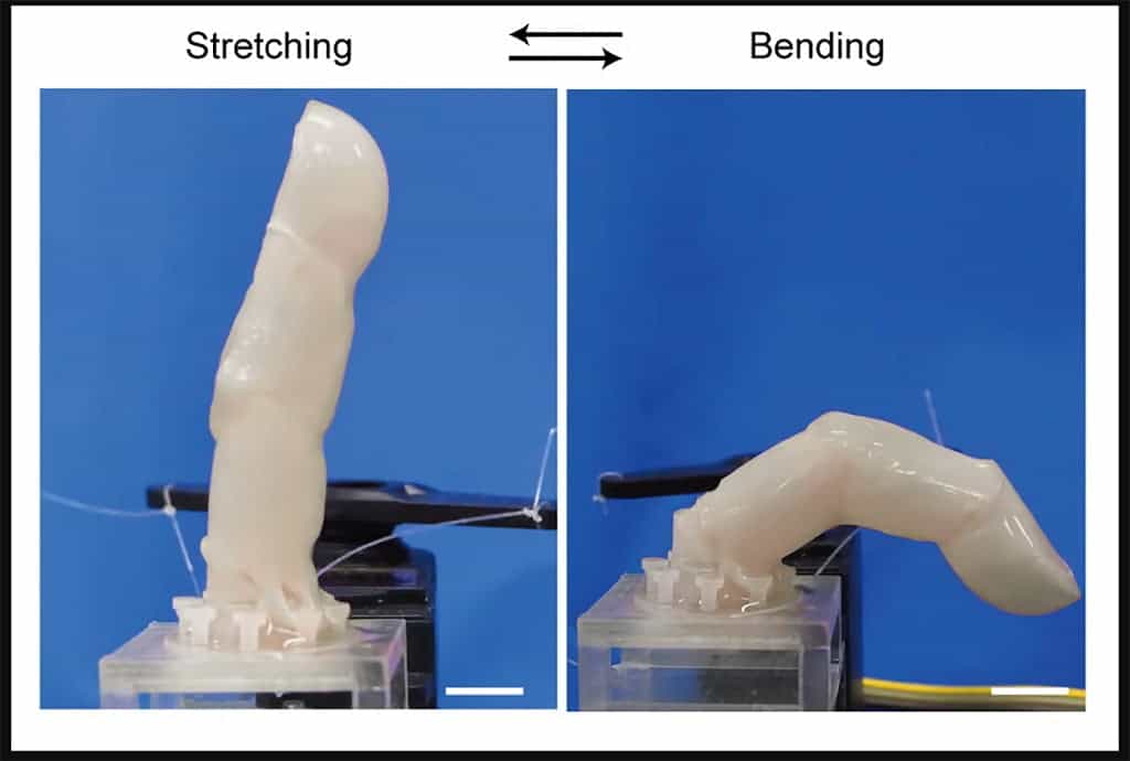 The skin could bend and stretch along with the finger