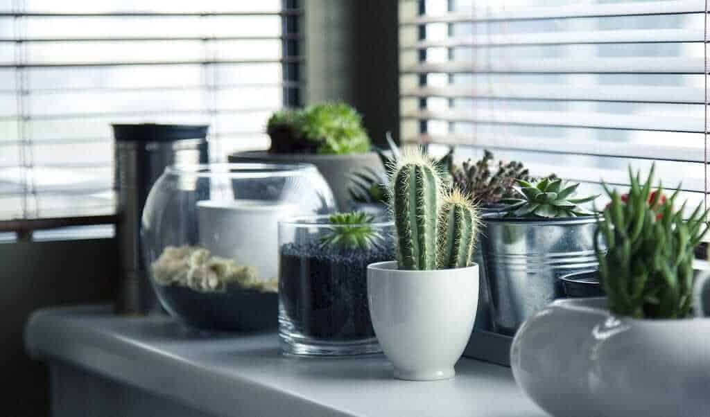 Cactus window garden