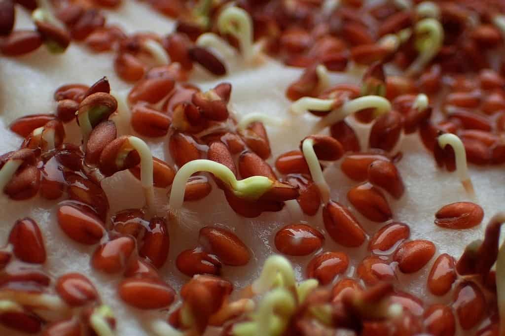 Germinated seeds