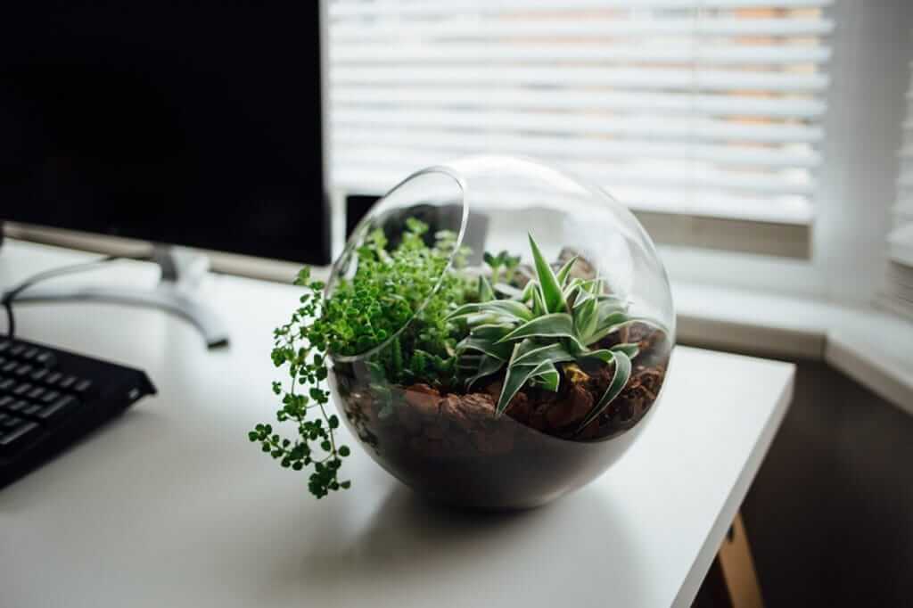 DIT terrarium indoor garden