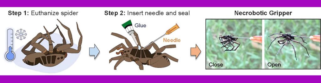 This illustration shows how Rice engineers turn dead spider bodies into necrobotic grippers, able to grasp items when activated by hydraulic pressure.