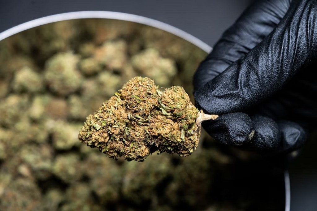 Cannabis buds