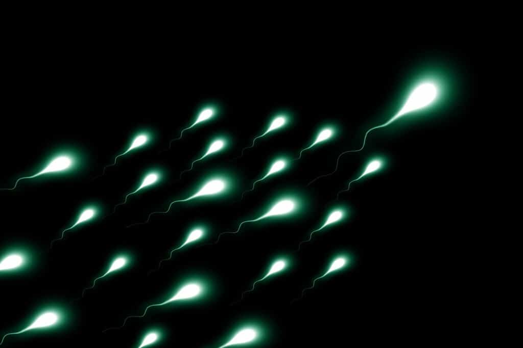 A Sperm-Attracting Protein Could Enable Novel Fertility Treatments