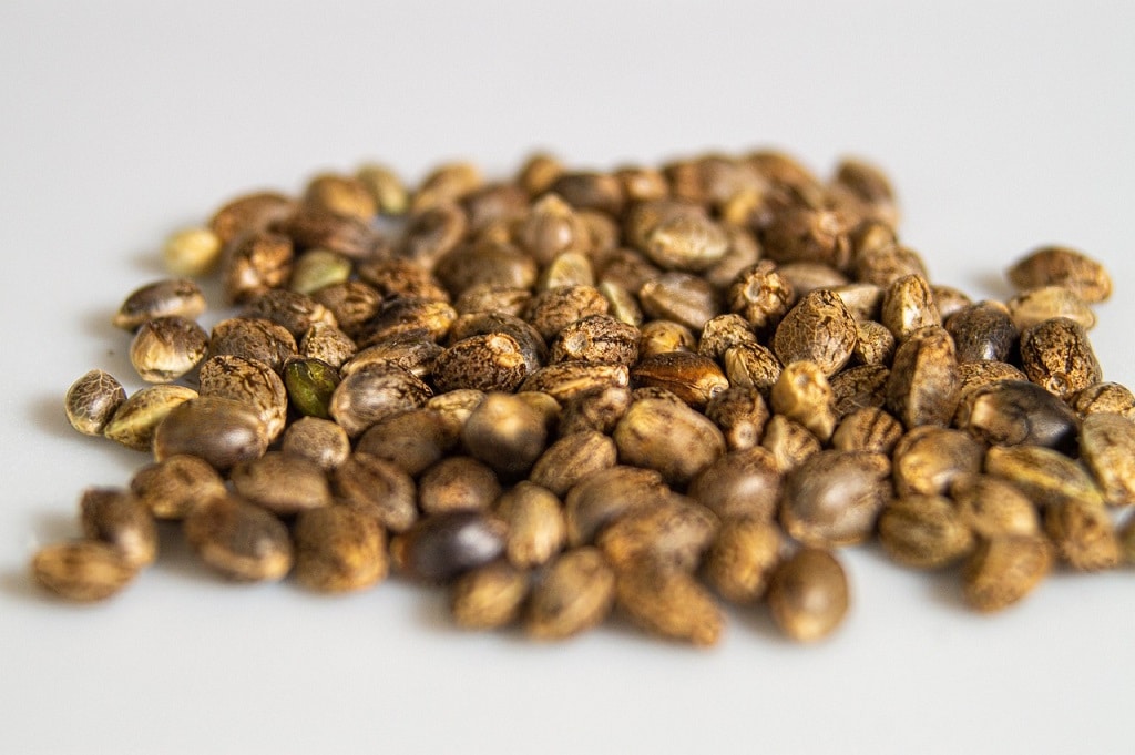 Cannabis seeds