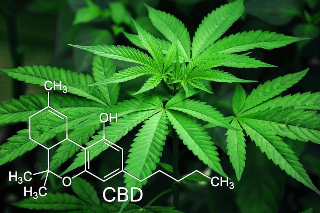 6 Components Of Cannabis You Should Be Aware Of