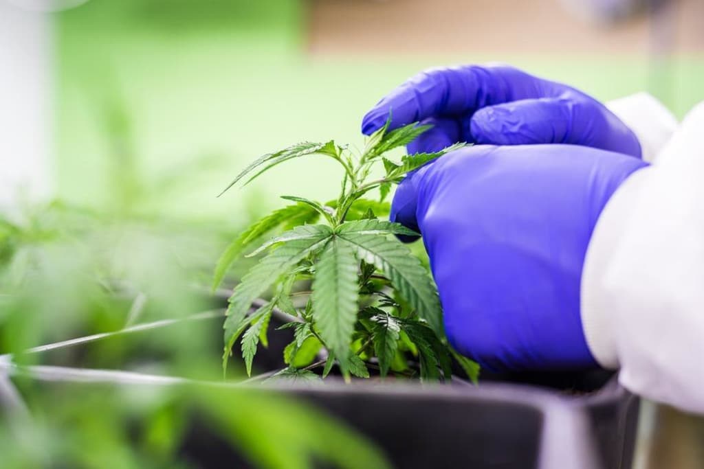 6 Components Of Cannabis You Should Be Aware Of