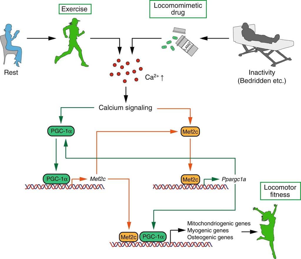 Novel Pill Locamidazole Mimics Exercise and Strengthens Muscle and Bones