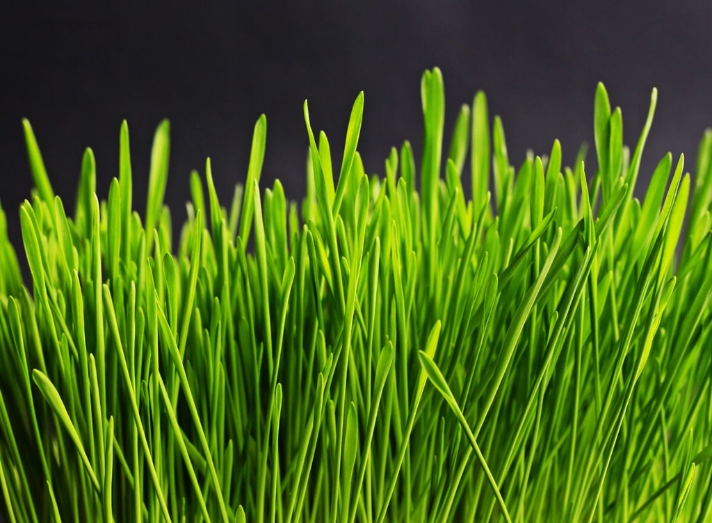 Is Artificial Grass Worth the Investment? A Comprehensive Guide