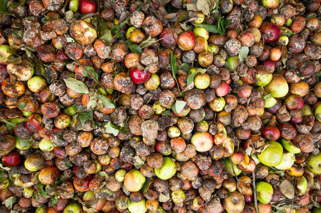 Food Waste: The Past, Present, and Future of A Major Polluter