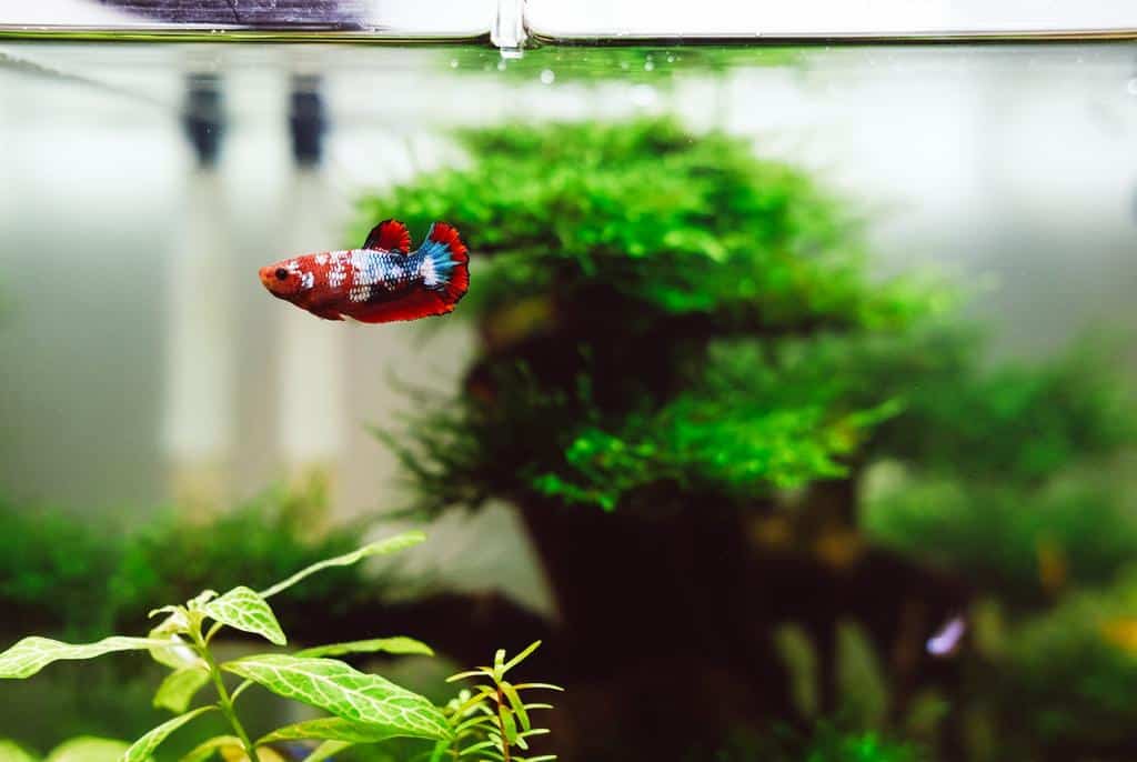 Common Mistakes to Avoid When Caring For Your Betta Fish