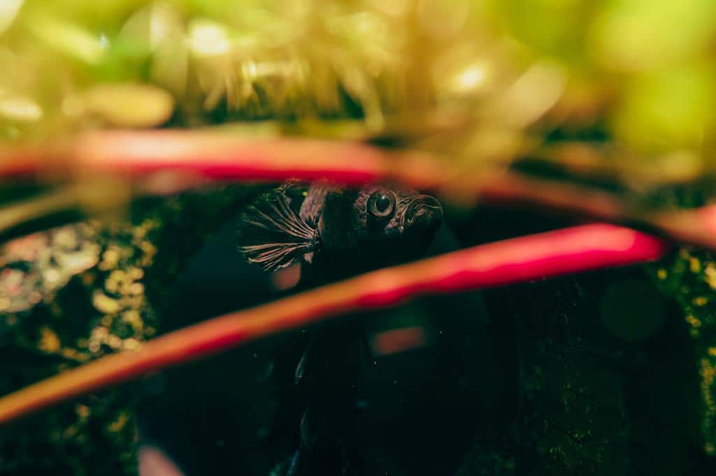 Common Mistakes to Avoid When Caring For Your Betta Fish