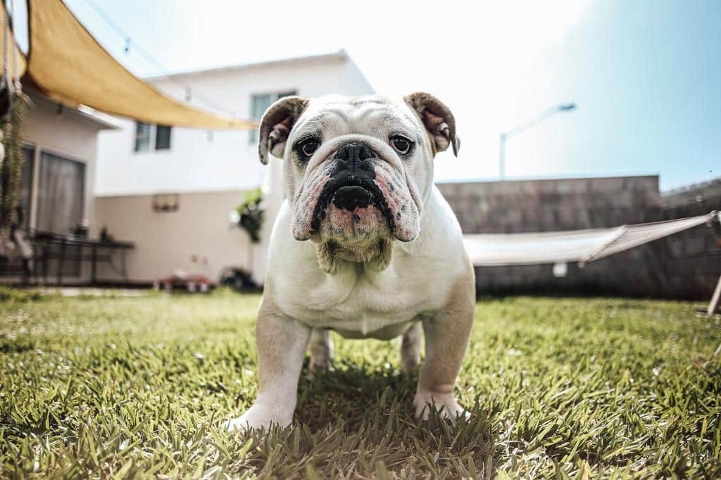 How Long Does A Bulldog Typically Live?
