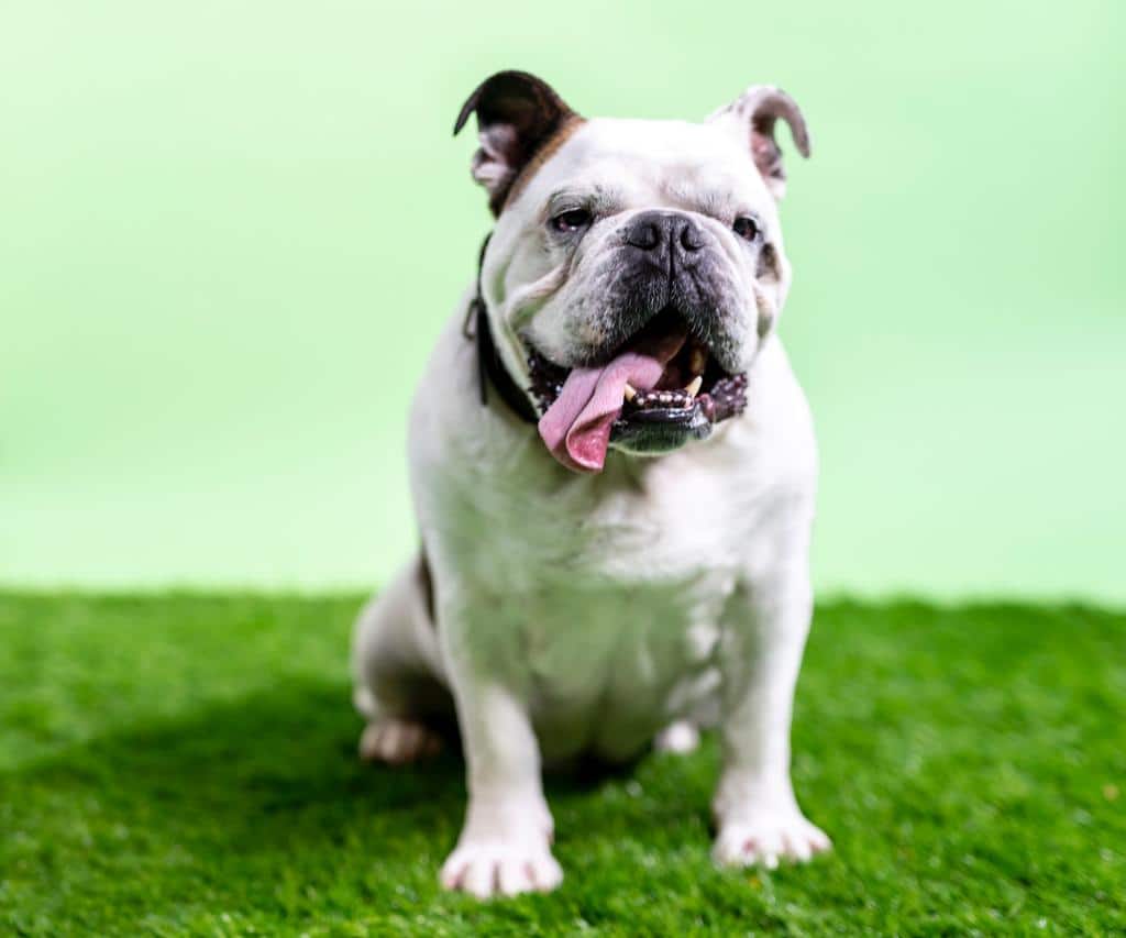 How Long Does A Bulldog Typically Live?