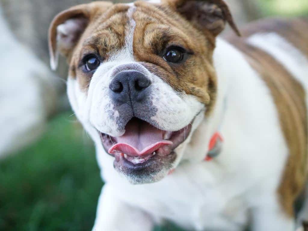 How Long Does A Bulldog Typically Live?