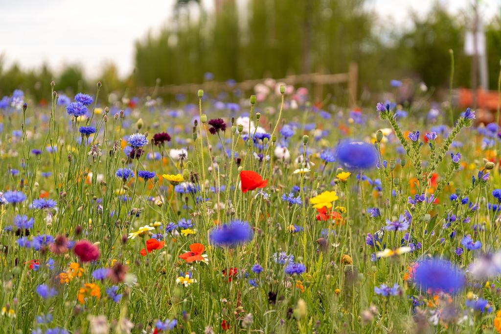 Outdoor Garden Plants That Are Good for the Environment