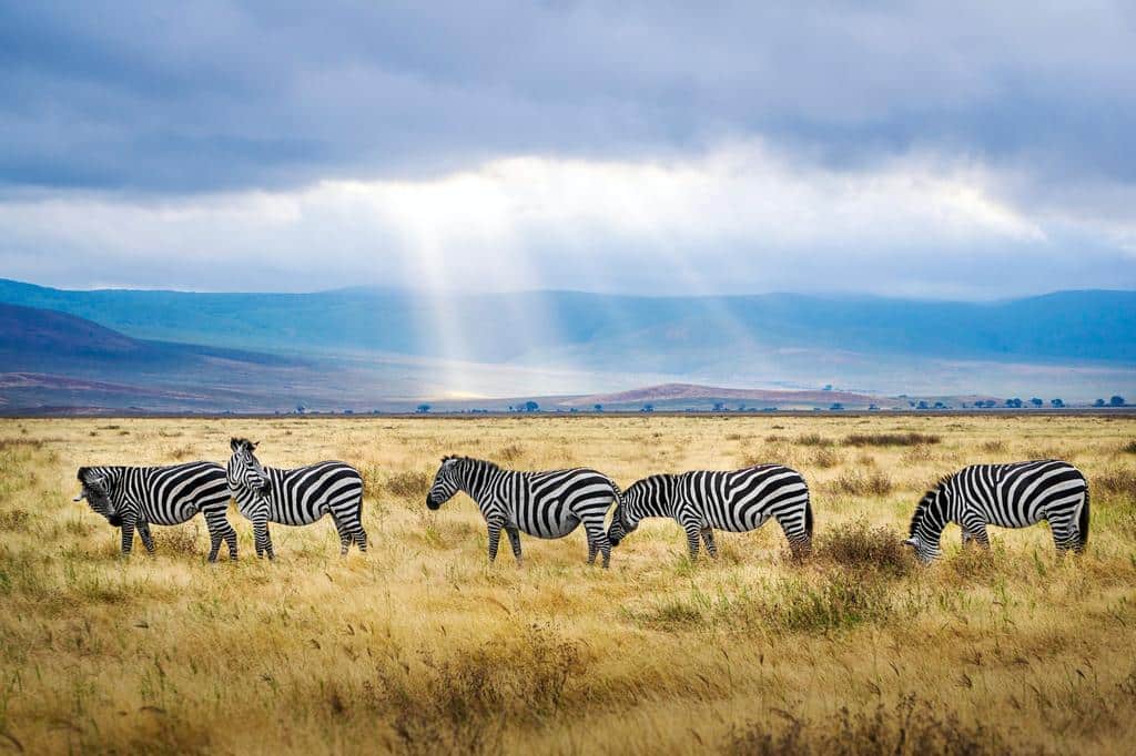 Perfect 10-Day Tanzania Safari and Zanzibar Honeymoon Itinerary