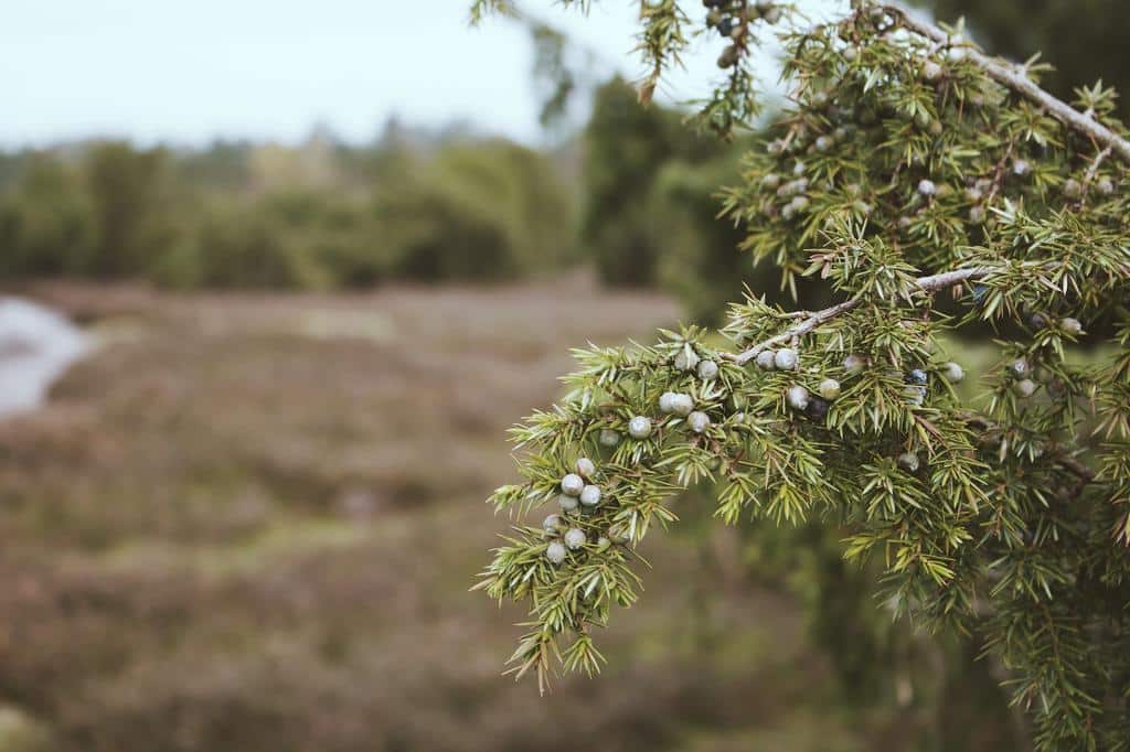 Outdoor Garden Plants That Are Good for the Environment