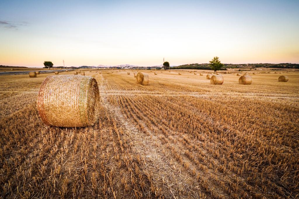 Food Waste: The Past, Present, and Future of A Major Polluter