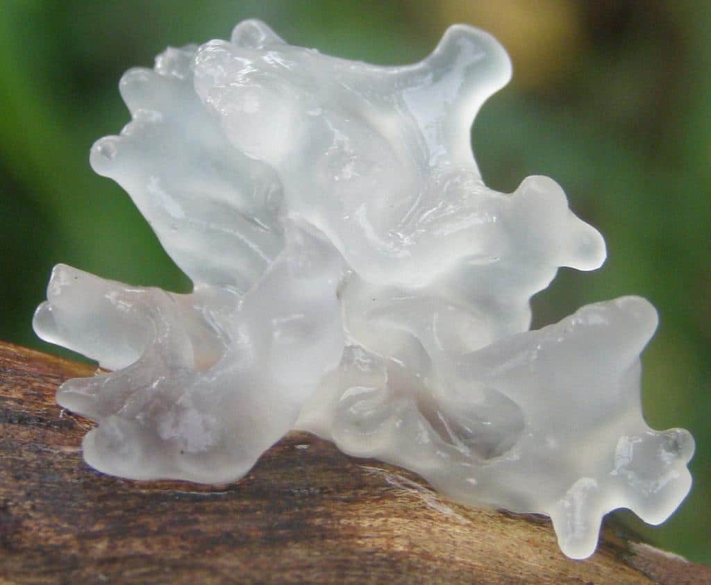 Meet Tremella fuciformis, also known as snow mushroom. This all-natural ingredient has been proven to provide similar benefits to hyaluronic acid, making it an excellent choice for those looking for a more natural approach to skincare.