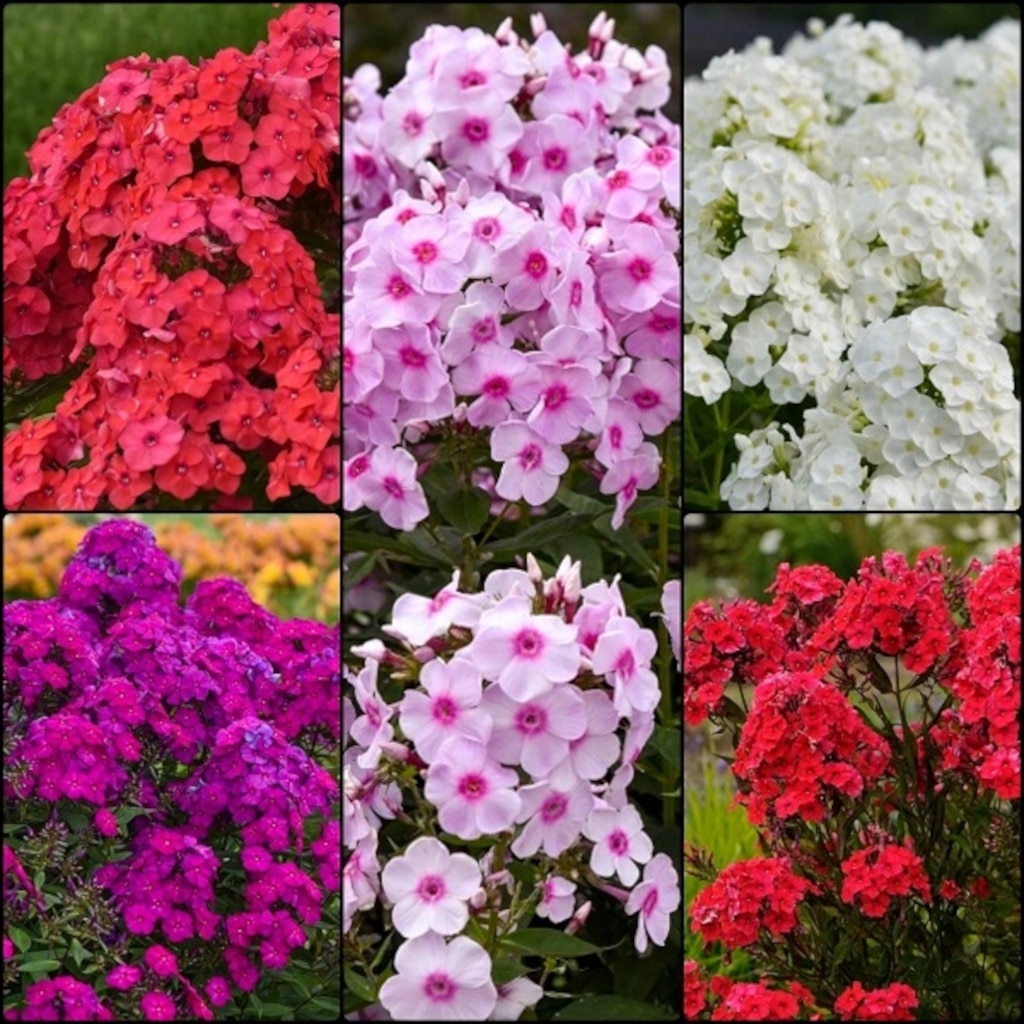 Early spring blooming flowers