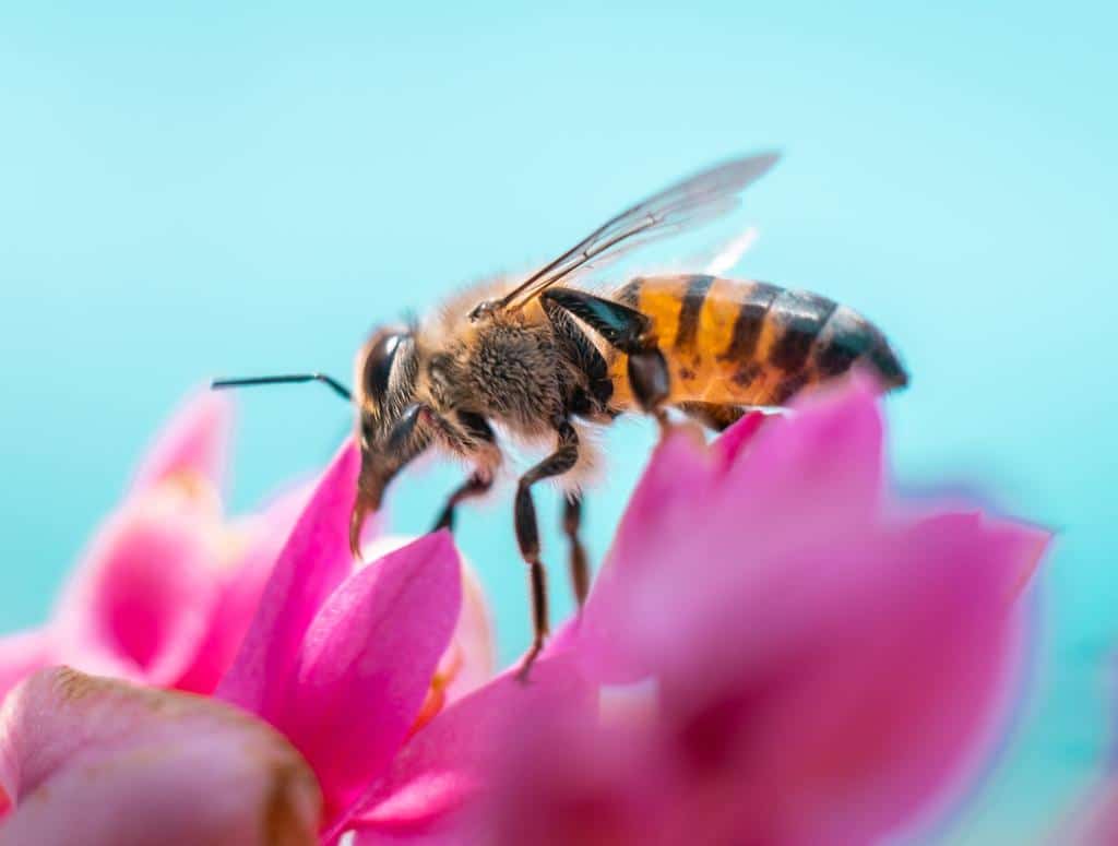 The Ballad of Spring Gardening, Biodiversity, and Eco Mindfulness