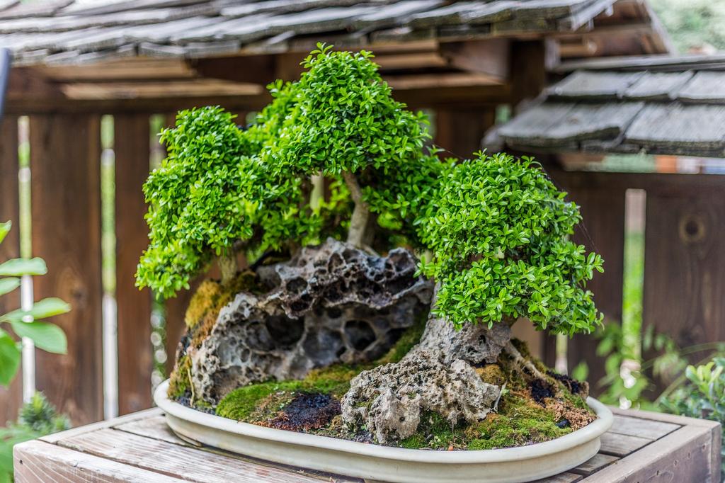 bonsai tree