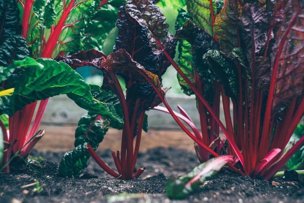 The Ballad of Spring Gardening, Biodiversity, and Eco Mindfulness