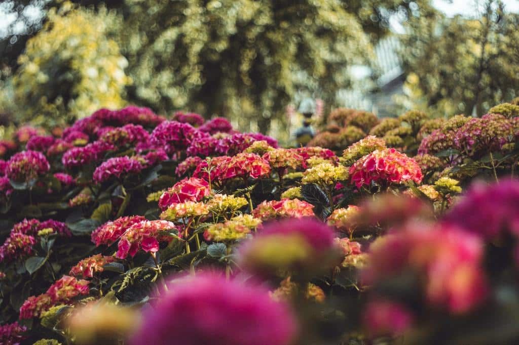outdoor planted flowers
