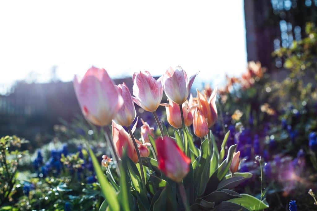 The Ballad of Spring Gardening, Biodiversity, and Eco Mindfulness