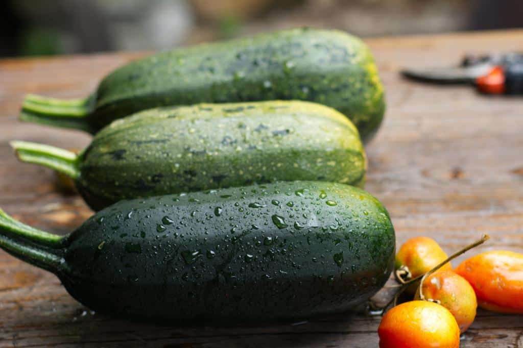 The Ballad of Spring Gardening, Biodiversity, and Eco Mindfulness