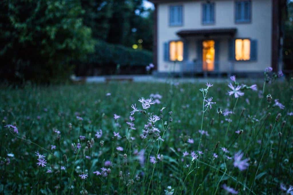 home grass yard flowers