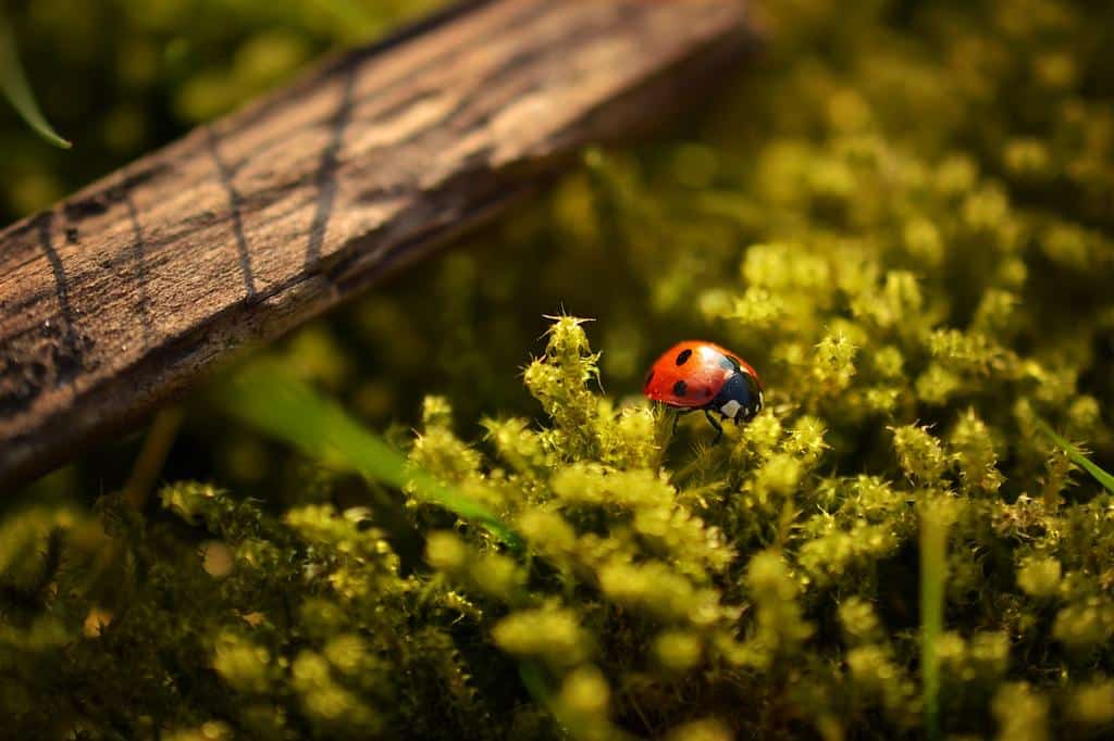 The Ballad of Spring Gardening, Biodiversity, and Eco Mindfulness