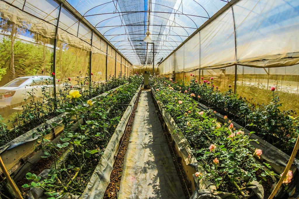 long greenhouse interior benefitting from passive solar