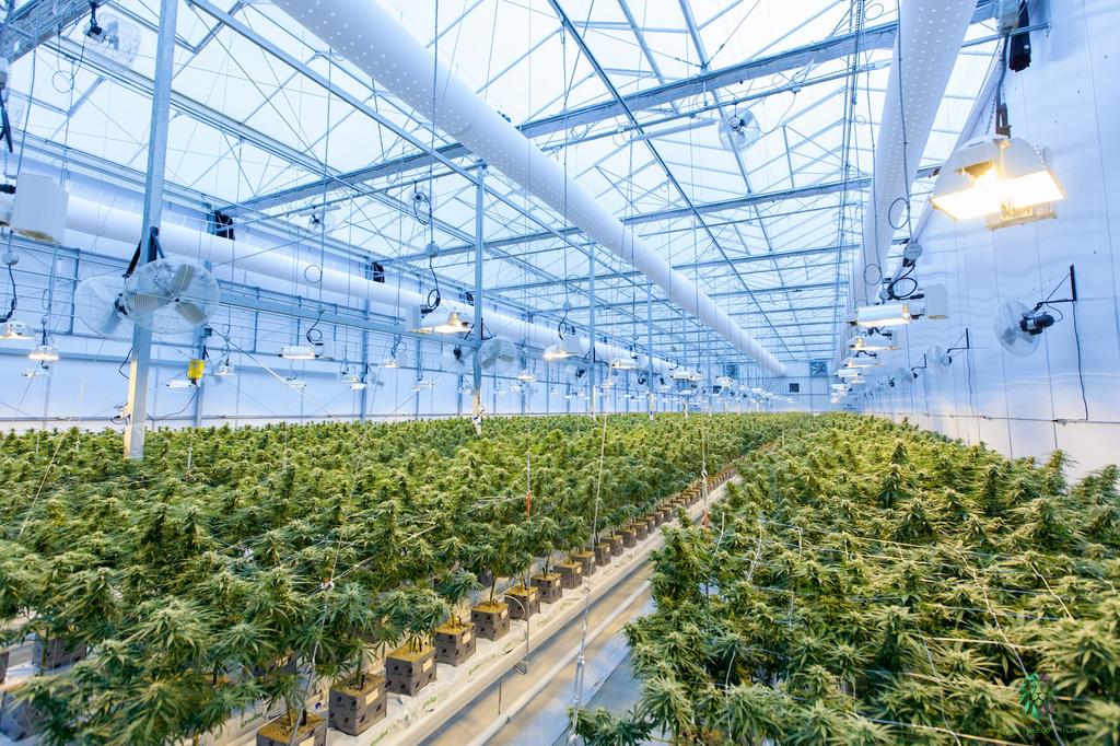 greenhouse full of cannabis plants