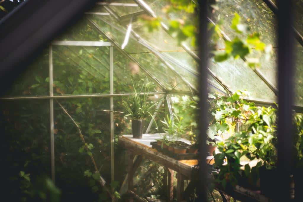 interior of a small greenhouse