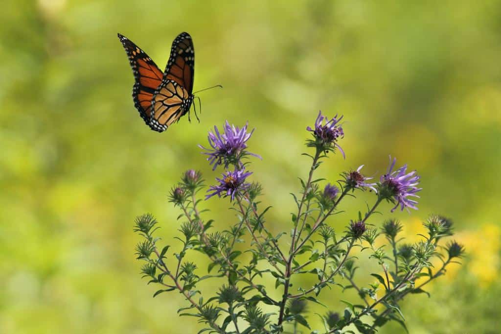 The Ballad of Spring Gardening, Biodiversity, and Eco Mindfulness