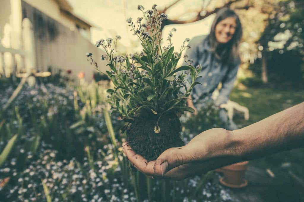 The Ballad of Spring Gardening, Biodiversity, and Eco Mindfulness