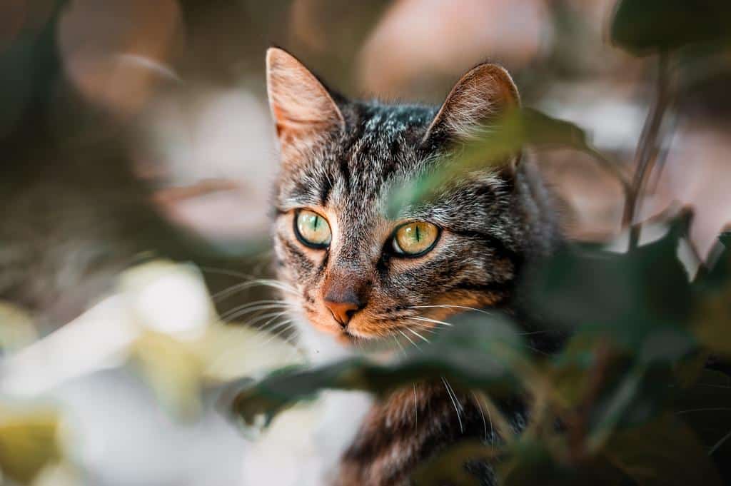 A cat sitting among foliage