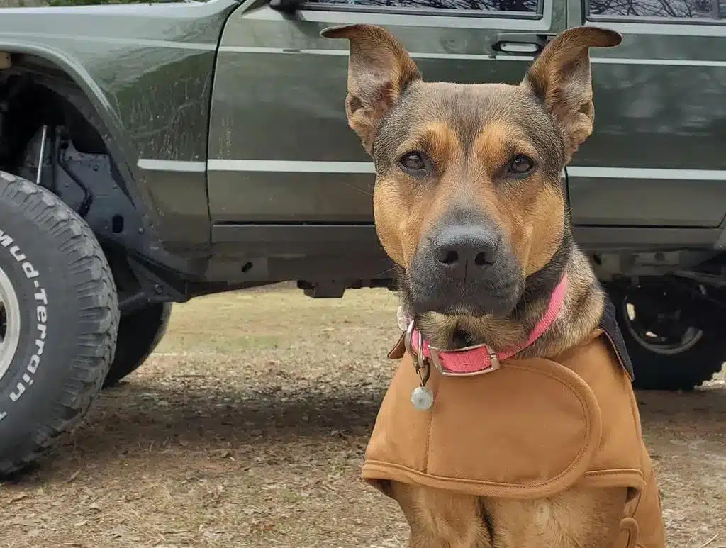 The Shepherd Pit: A Blend of Pitbull and German Shepherd Traits