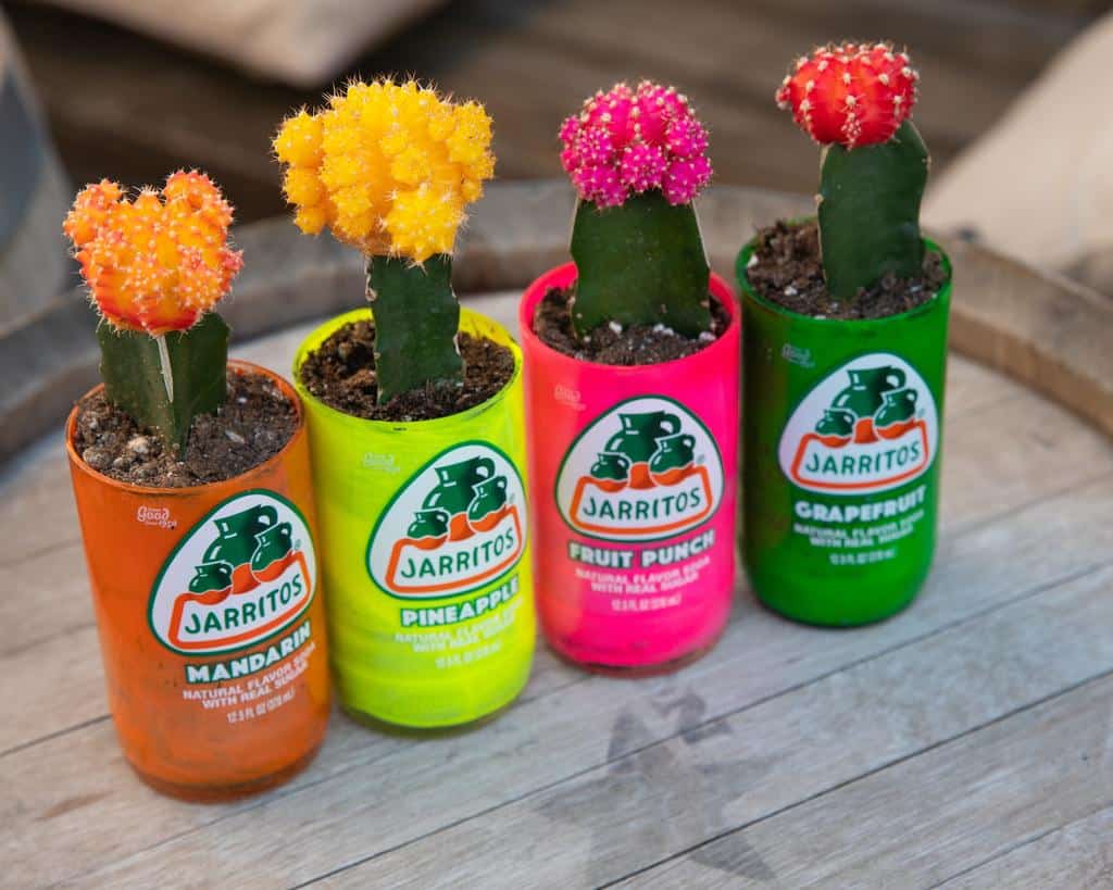 upcycled glass bottles become planters for succulents