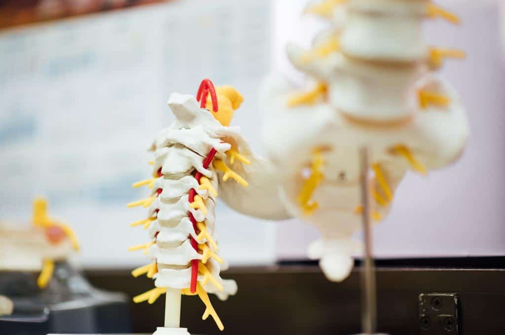 spinal column model