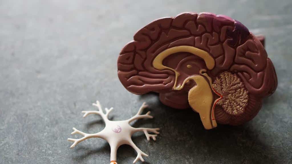 model of human brain