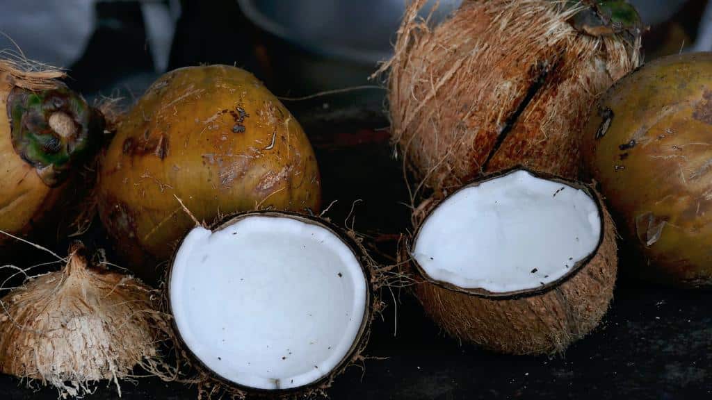 coconuts