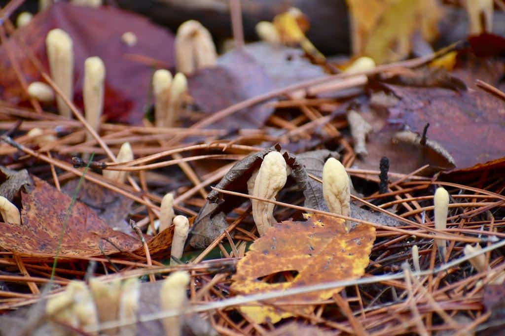 cordyceps mushrooms