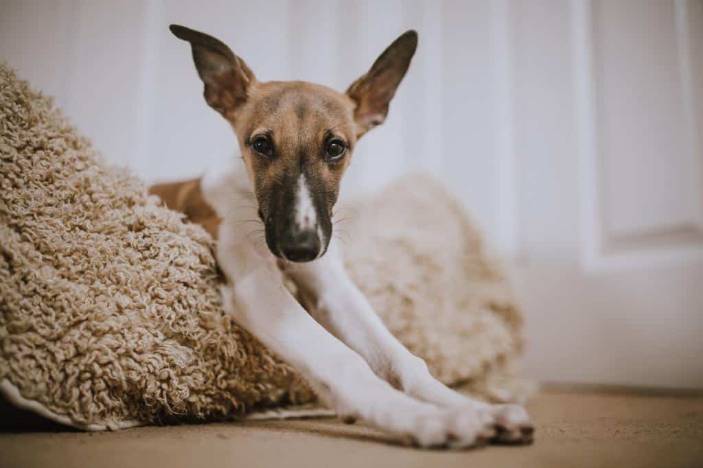 cute dog in bed