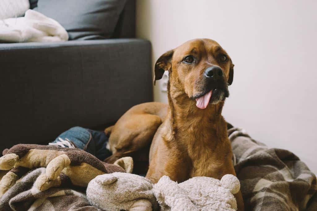 large dog in bed