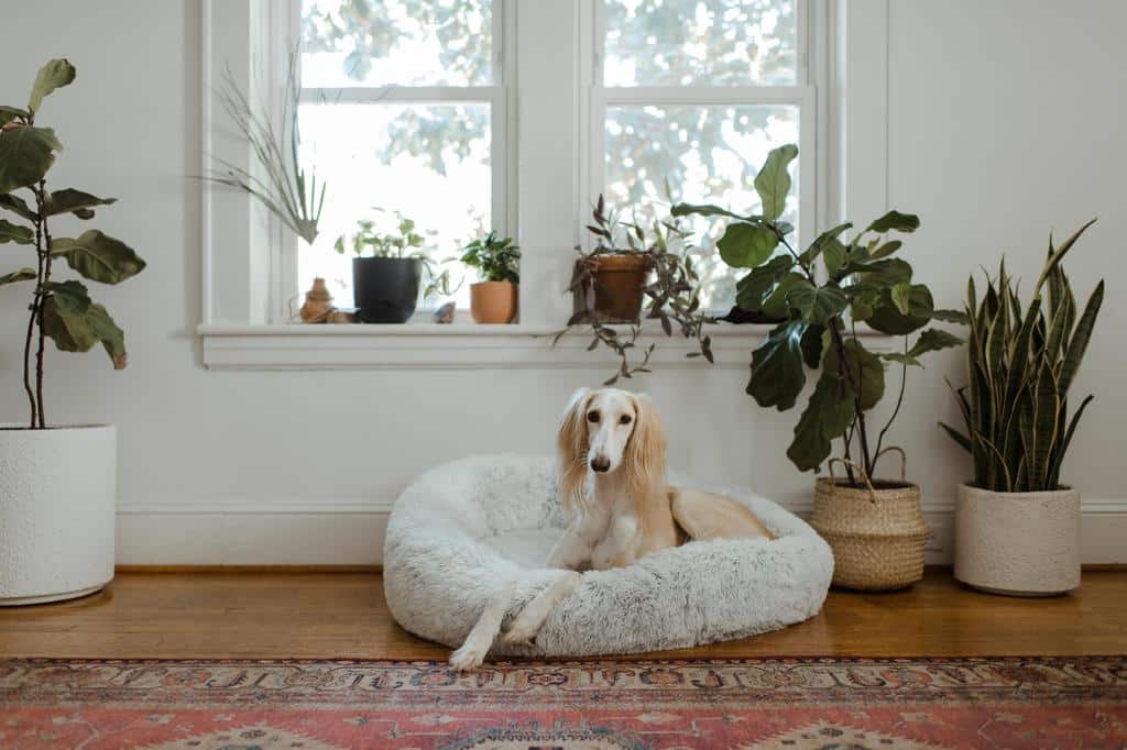 medium sized dog in dog bed