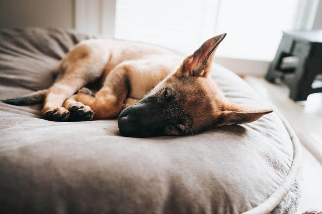 small bed for a small dog resting