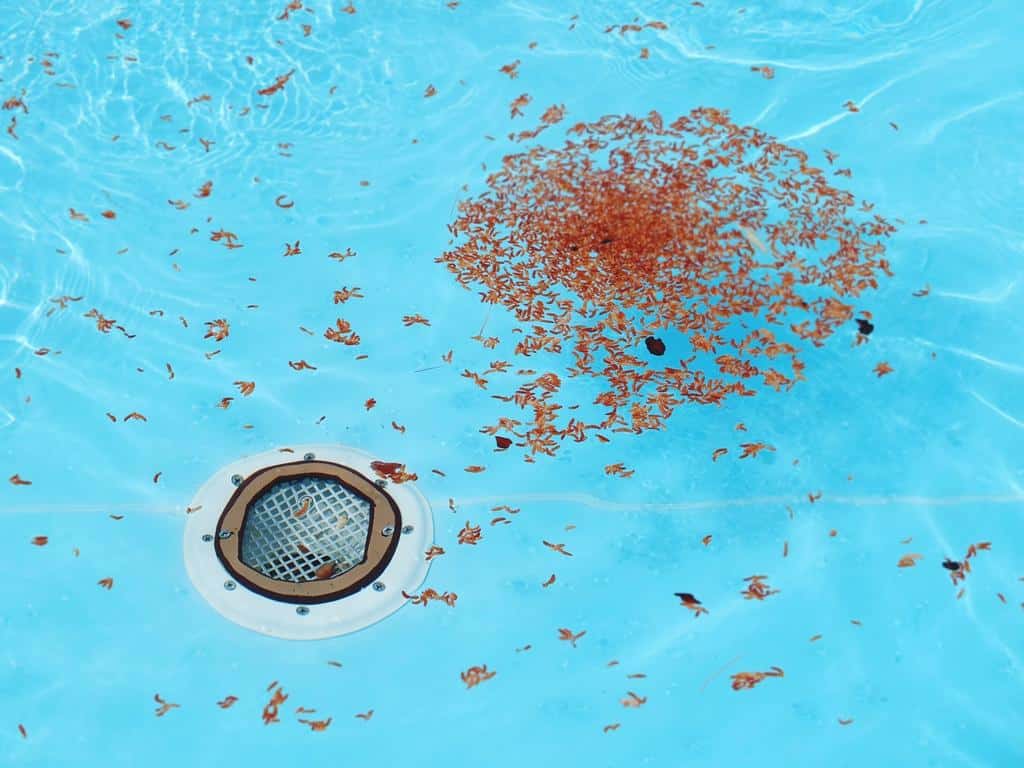 pool drain